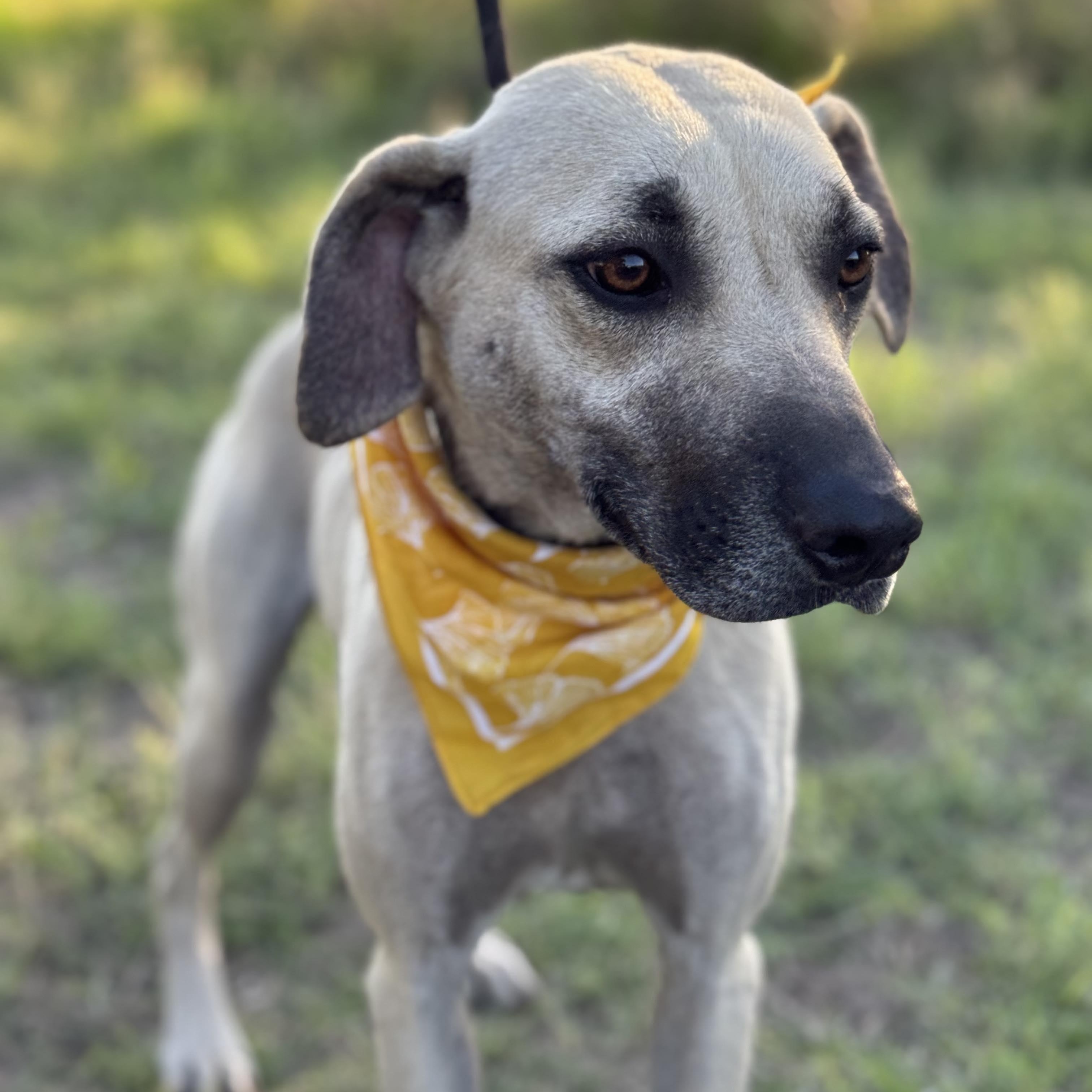 Enlarge Ash, a Adoptable mixed breed in Paramus, NJ image 2/5