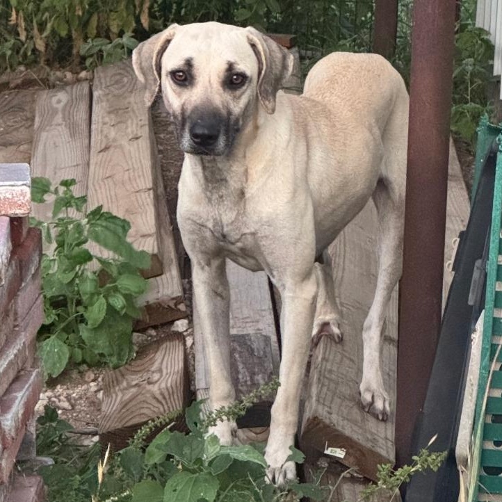 Enlarge Ash, a Adoptable mixed breed in Paramus, NJ image 5/5