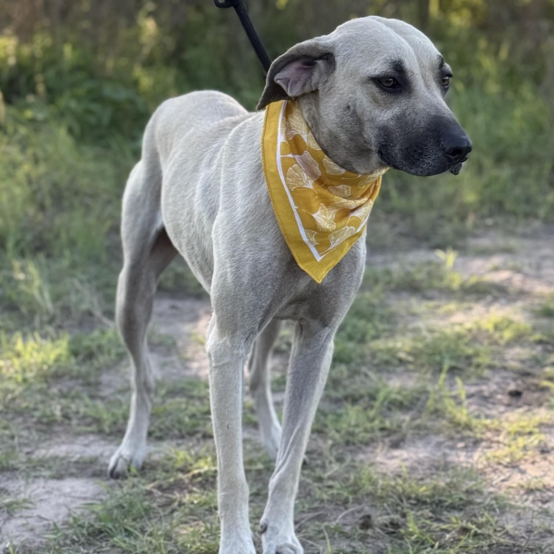 Ash, Adoptable, Young Female Black Mouth Cur.