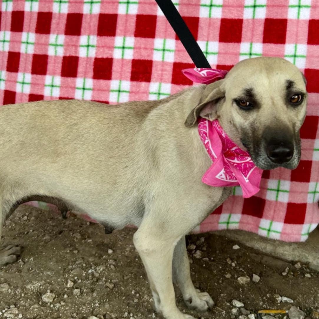 Enlarge Ash, a Adoptable mixed breed in Paramus, NJ image 4/5