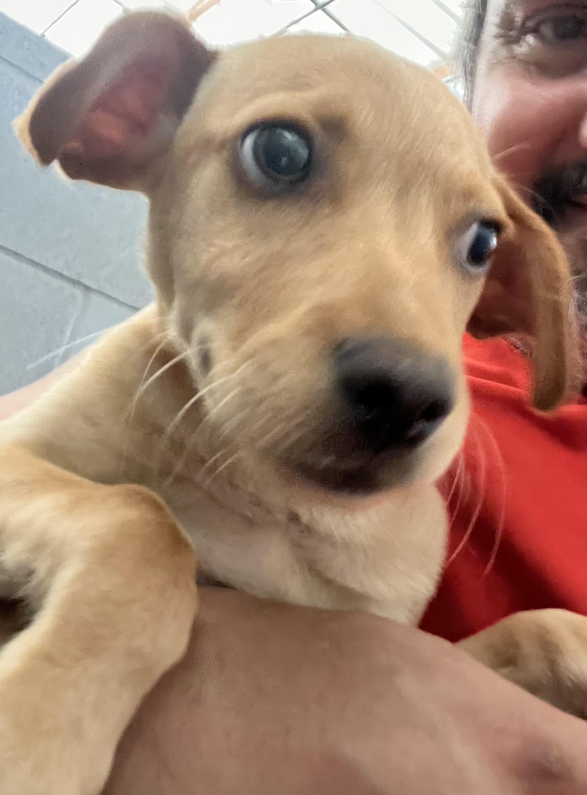 Enlarge Roman, a ADOPTABLE Mixed Breed in Coldspring, TX image 1/4