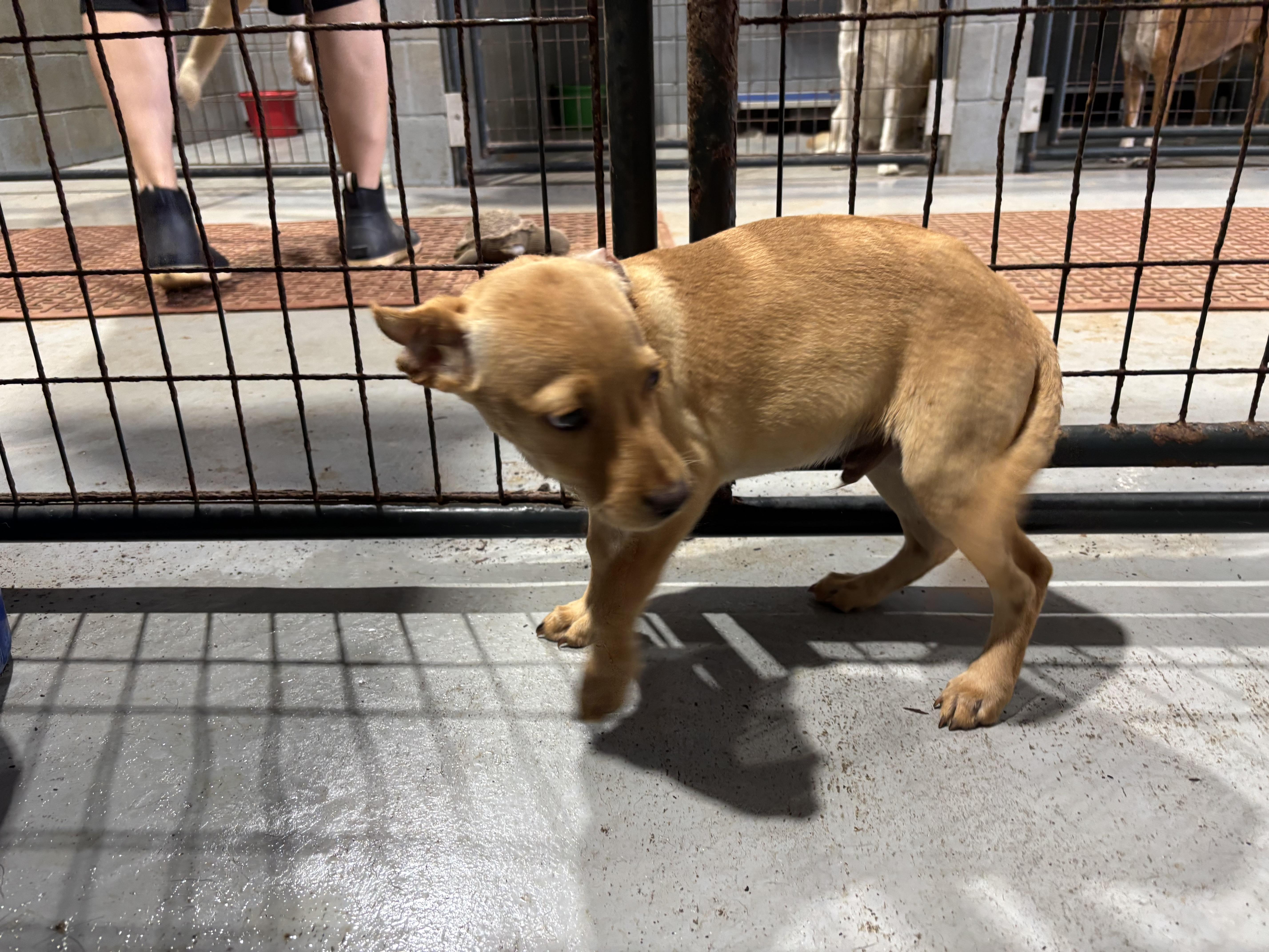 Enlarge Roman, a ADOPTABLE Mixed Breed in Coldspring, TX image 4/4