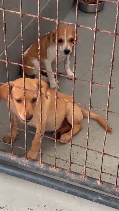 Enlarge Roman, a ADOPTABLE Mixed Breed in Coldspring, TX video 3/4