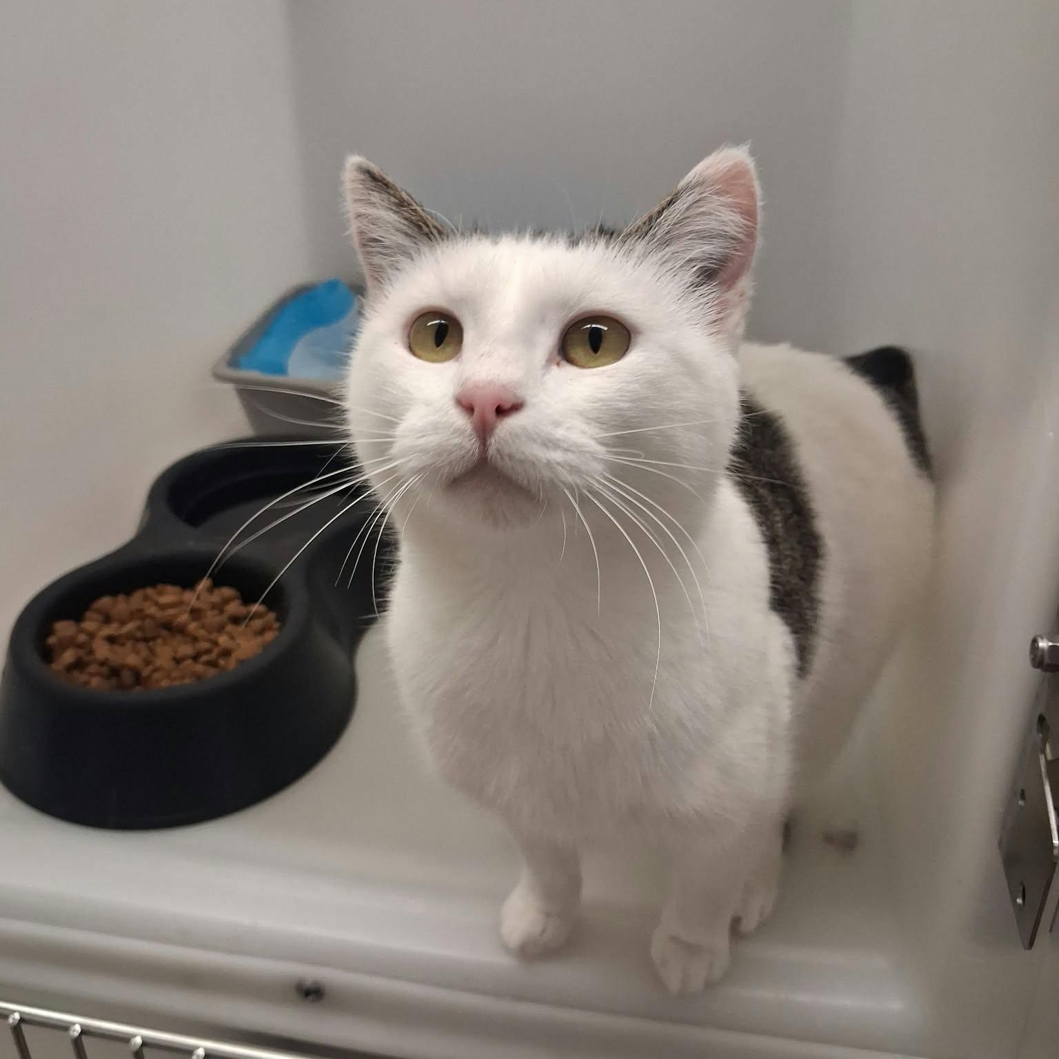 Enlarge Annabelle, a Adoptable Domestic Short Hair in Roosevelt, UT image 1/2