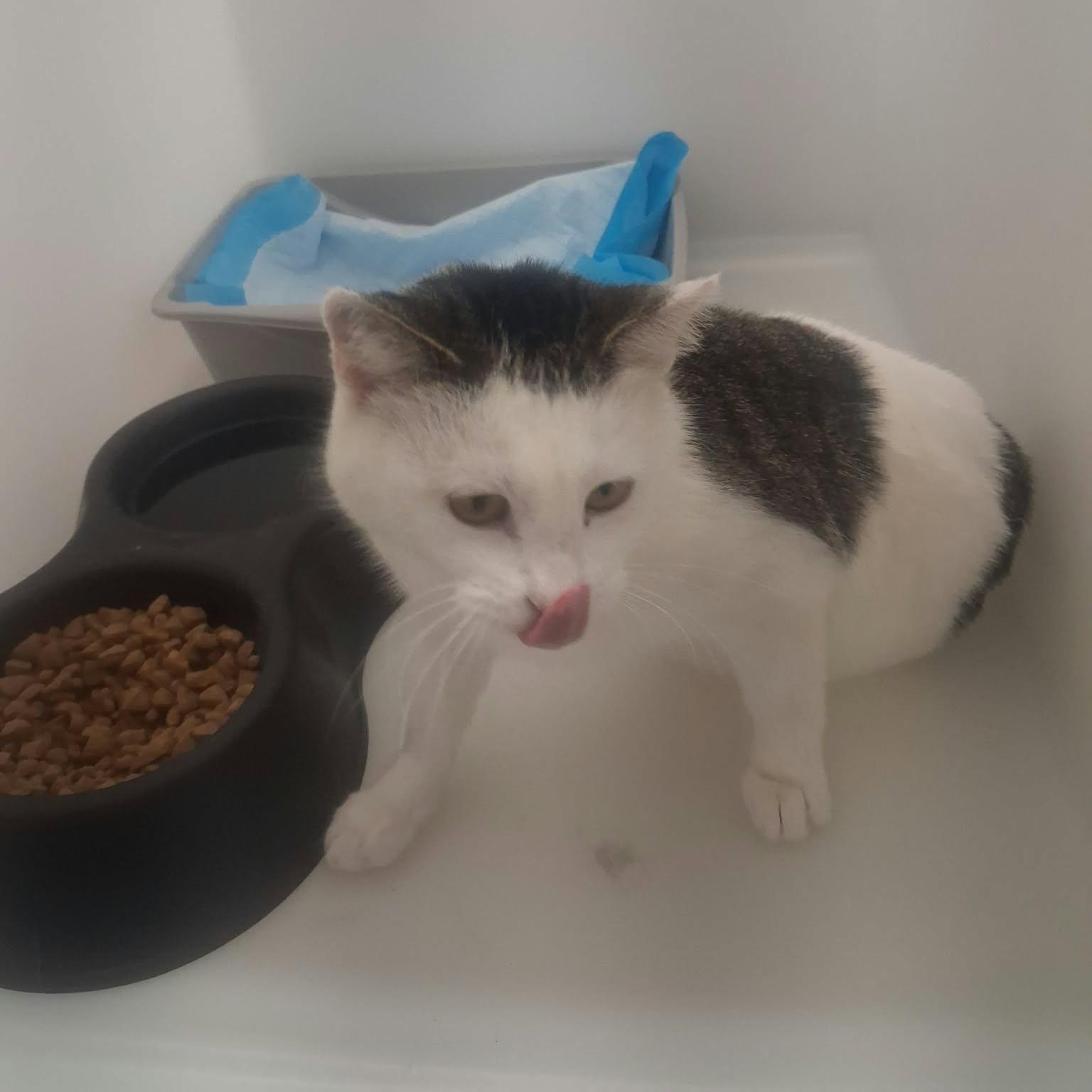 Enlarge Annabelle, a Adoptable Domestic Short Hair in Roosevelt, UT image 2/2