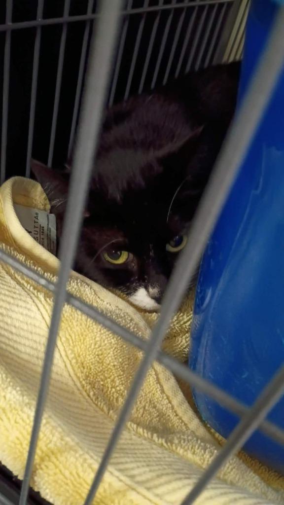 Minnie, Adoptable, Young Female Domestic Short Hair.