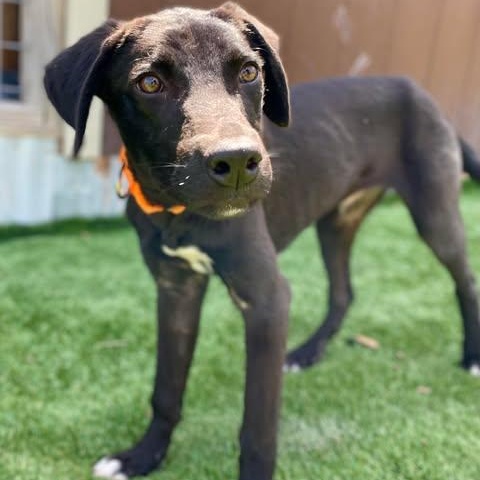 Rucker, Adoptable, Young Male Black Labrador Retriever.