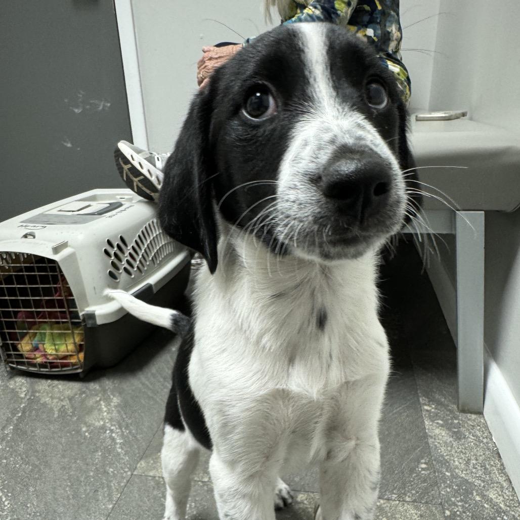 Jackie, Adoptable, Puppy Female Australian Shepherd & Hound.