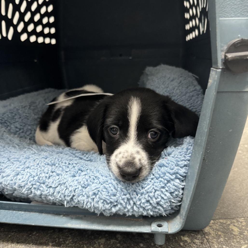 Enlarge Jackie, a Adoptable mixed breed in Hollister, FL image 2/4