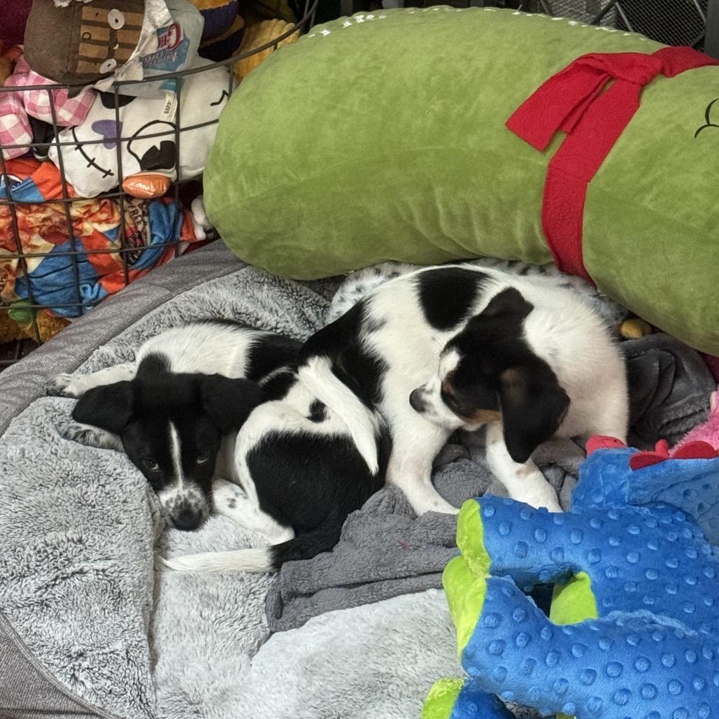 Enlarge Jackie, a Adoptable mixed breed in Hollister, FL image 3/4