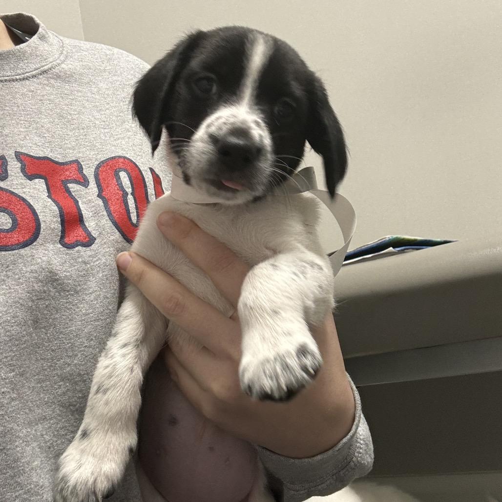 Enlarge Jackie, a Adoptable mixed breed in Hollister, FL image 4/4