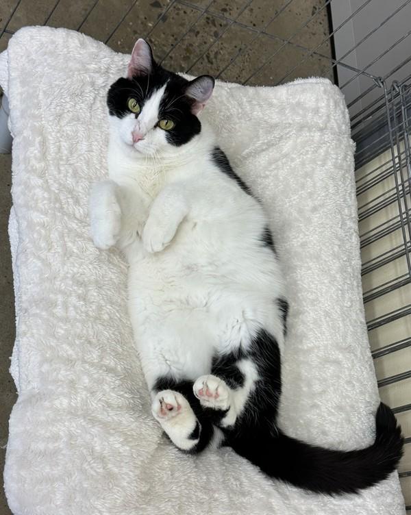 Enlarge Panela, a Adoptable mixed breed in Indiana, PA image 1/6