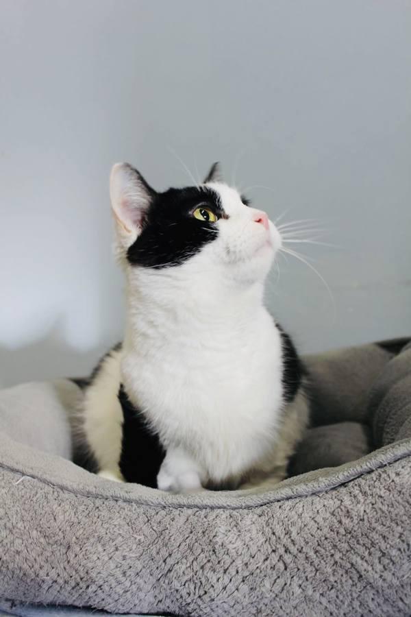 Enlarge Panela, a Adoptable mixed breed in Indiana, PA image 2/6