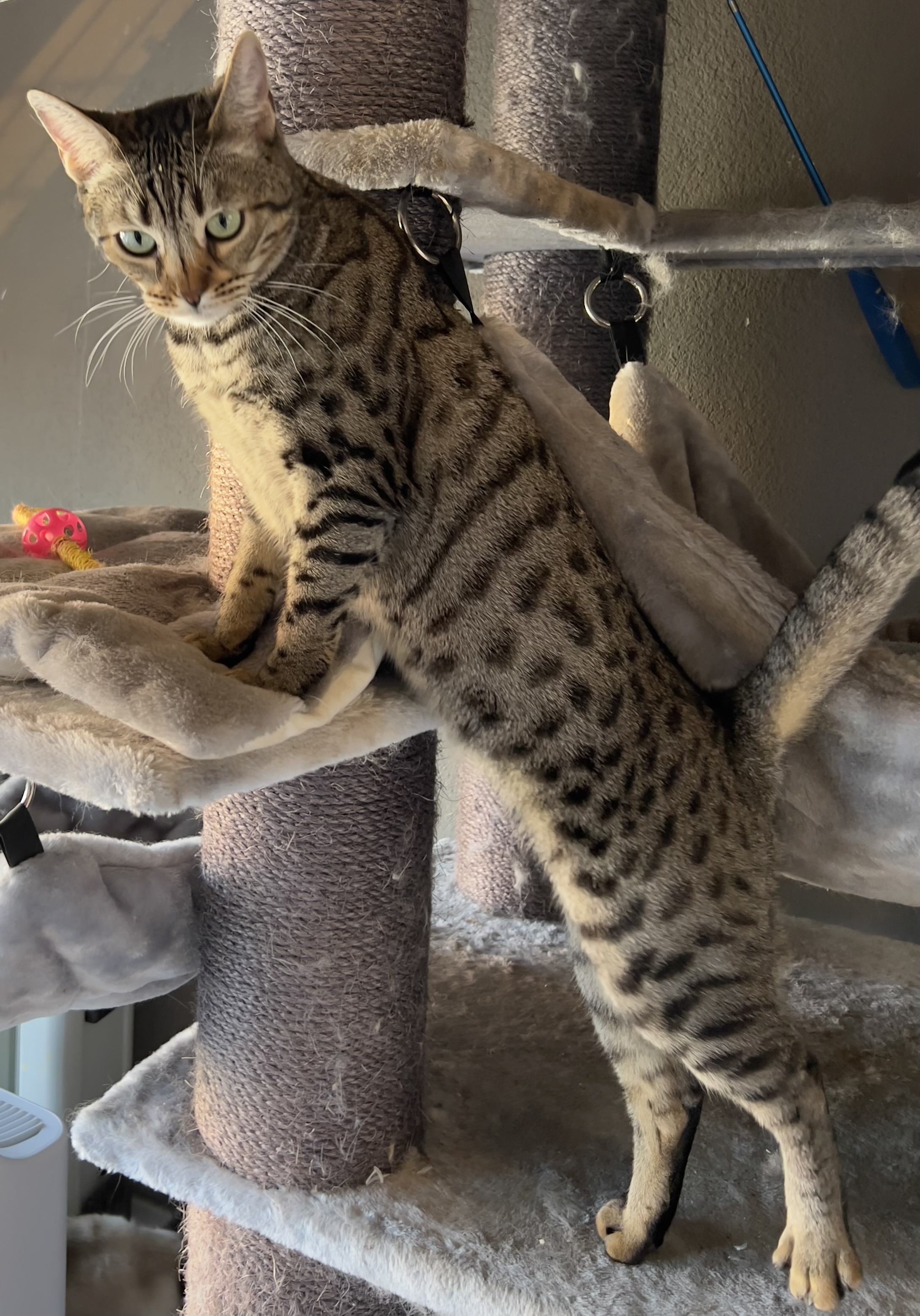 Penelope, a Adoptable Bengal in Pomona, CA image 3/3