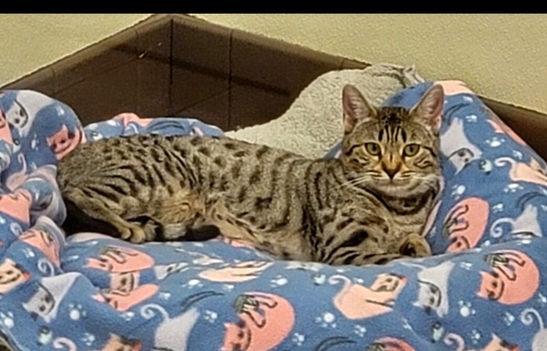 Penelope, Adoptable, Young Female Bengal.