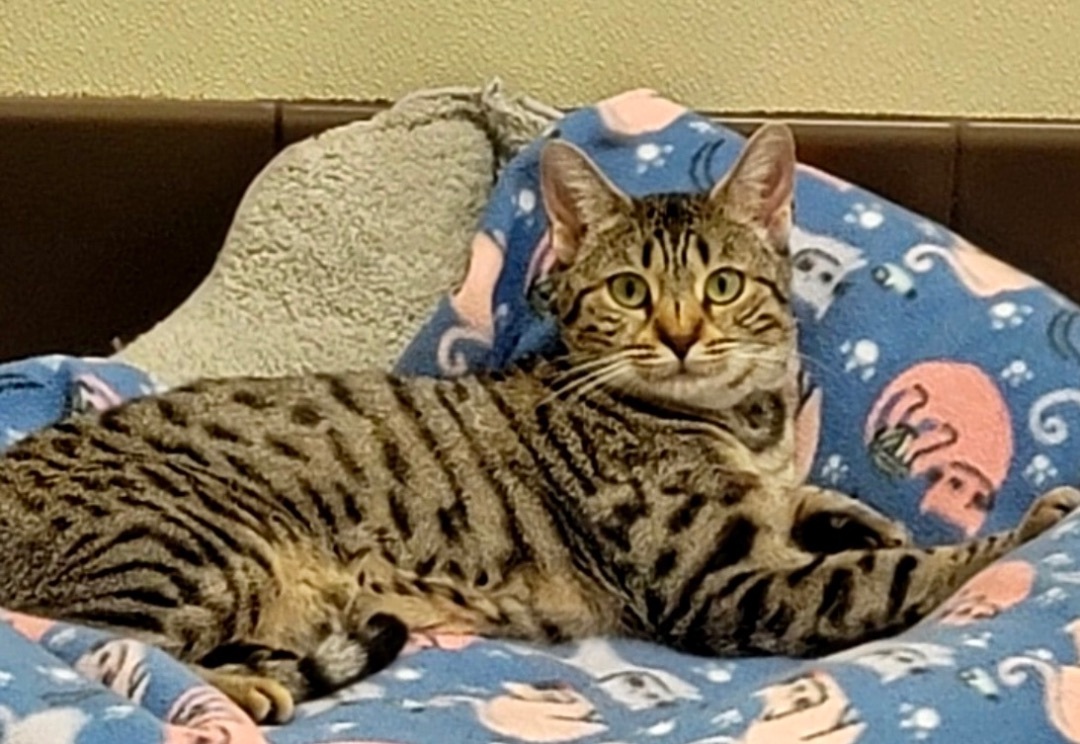 Penelope, a Adoptable Bengal in Pomona, CA image 2/3