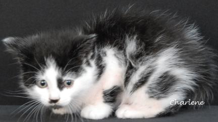Brahma, Baby Male Domestic Short Hair