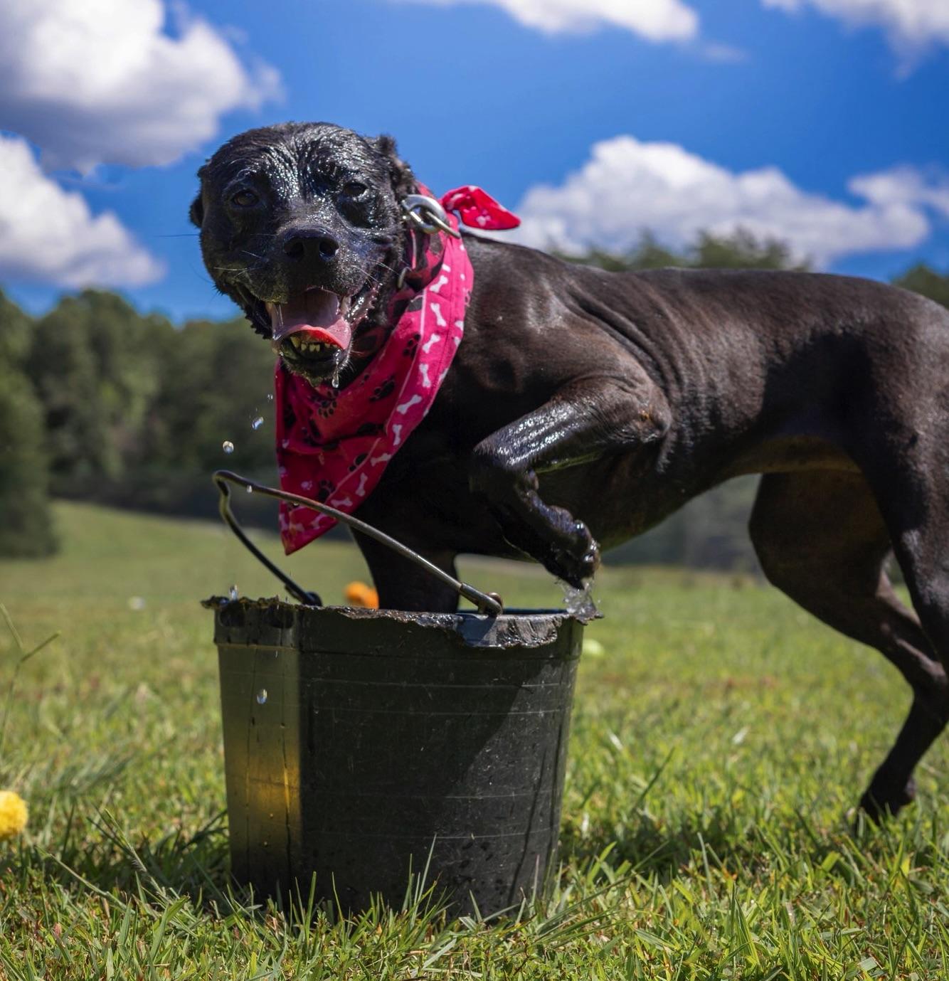 Darby, a Adoptable Labrador Retriever in Palmyra, VA image 5/6