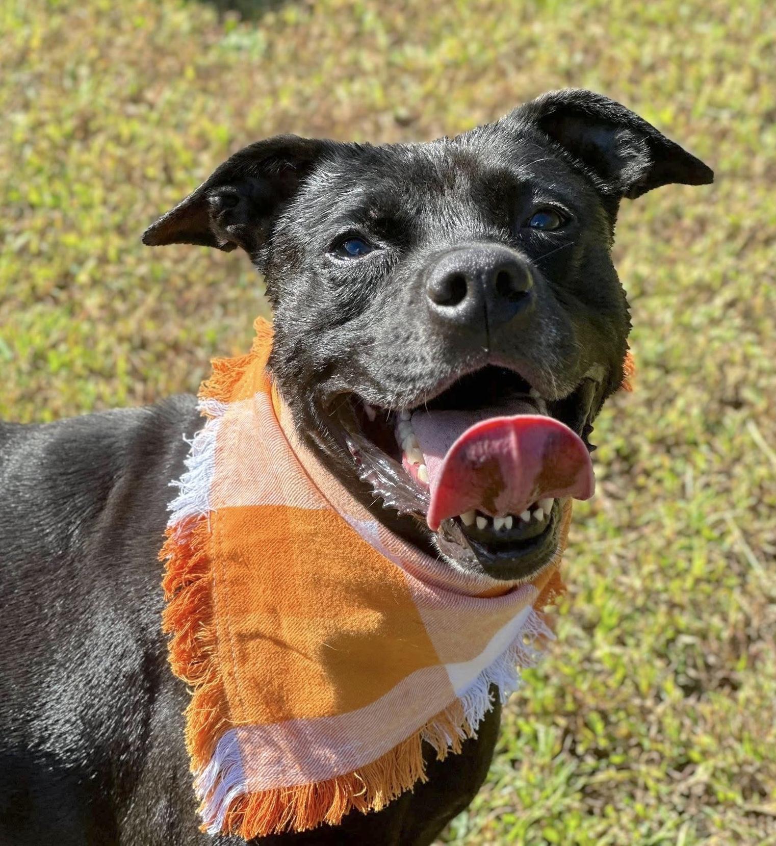 Darby, an adoptable Labrador Retriever in Palmyra, VA, 22963 | Photo Image 1