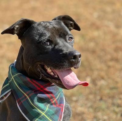 Darby, a Adoptable Labrador Retriever in Palmyra, VA image 2/6