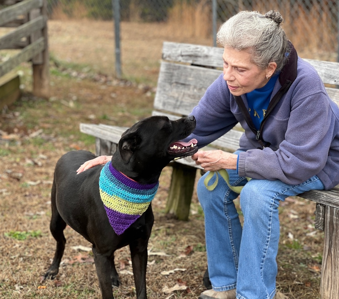 Darby, a Adoptable Labrador Retriever in Palmyra, VA image 4/6