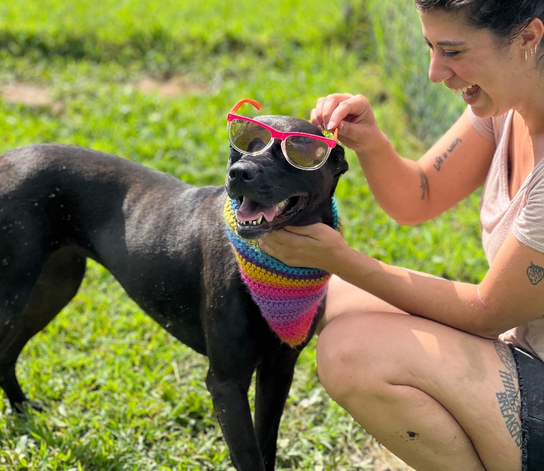 Darby, a Adoptable Labrador Retriever in Palmyra, VA image 3/6