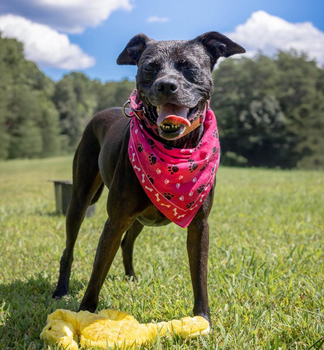Darby, Adoptable, Adult Female Labrador Retriever.
