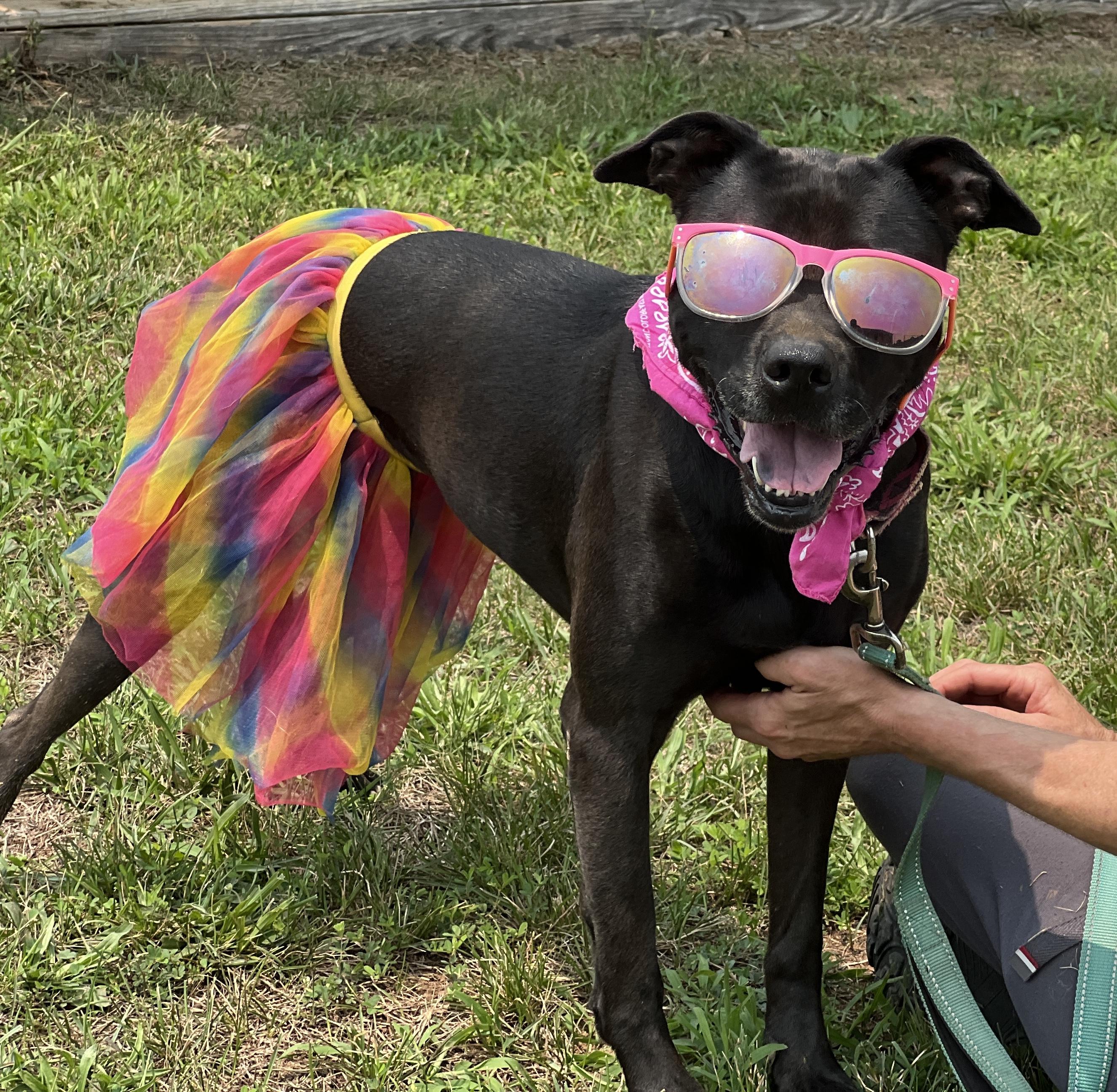 Enlarge Darby, a Adoptable Labrador Retriever in Palmyra, VA image 6/6