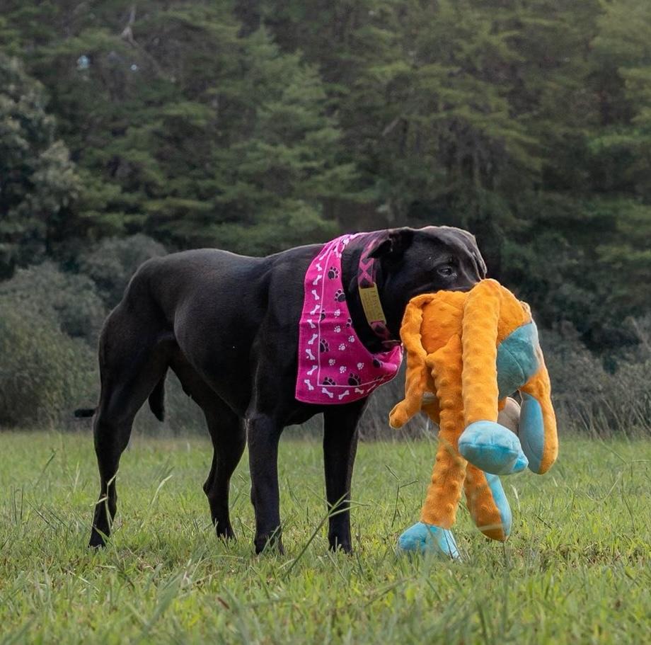 Darby, a Adoptable Labrador Retriever in Palmyra, VA image 6/6