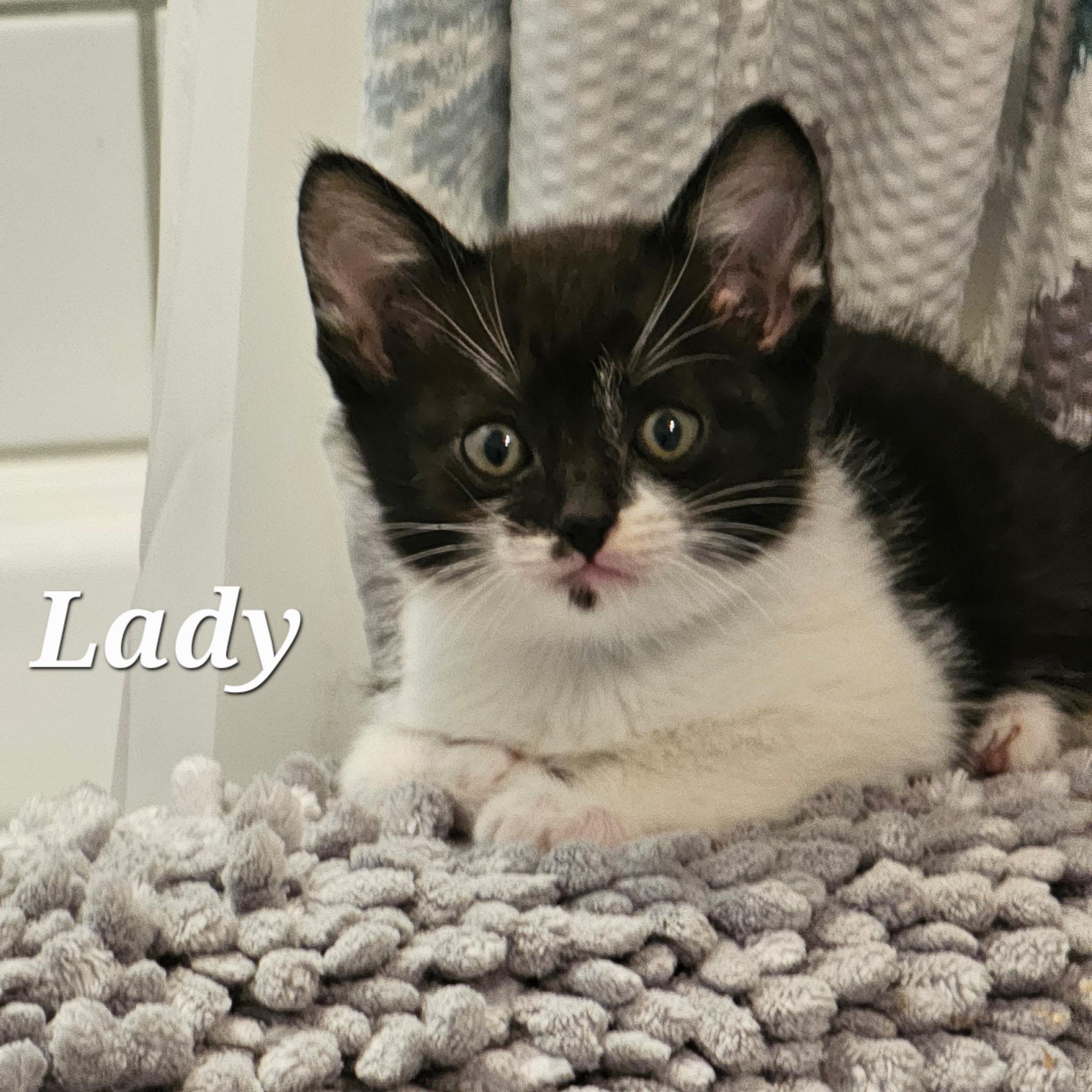 Lady, ADOPTABLE, Kitten Female Tuxedo.