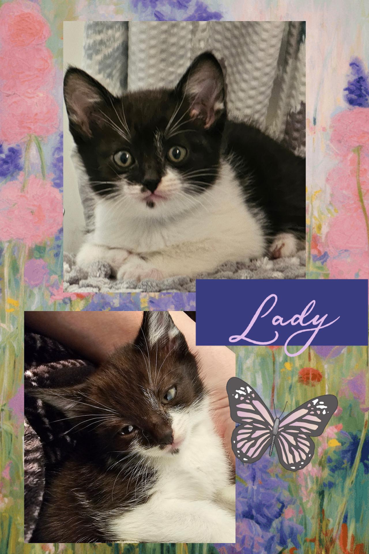 Enlarge Lady, a ADOPTABLE Tuxedo in Pasco, WA image 3/3