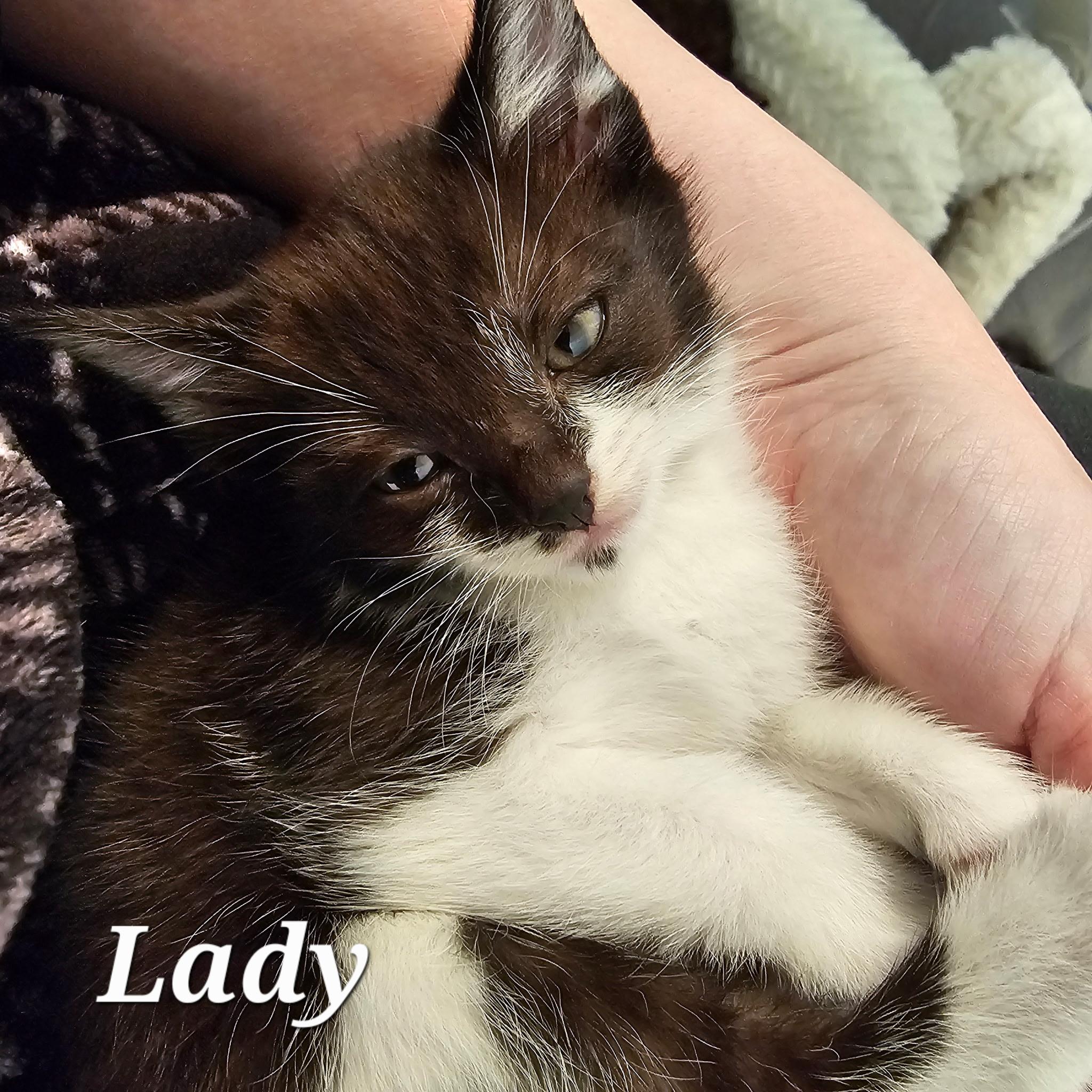 Enlarge Lady, a ADOPTABLE Tuxedo in Pasco, WA image 2/3