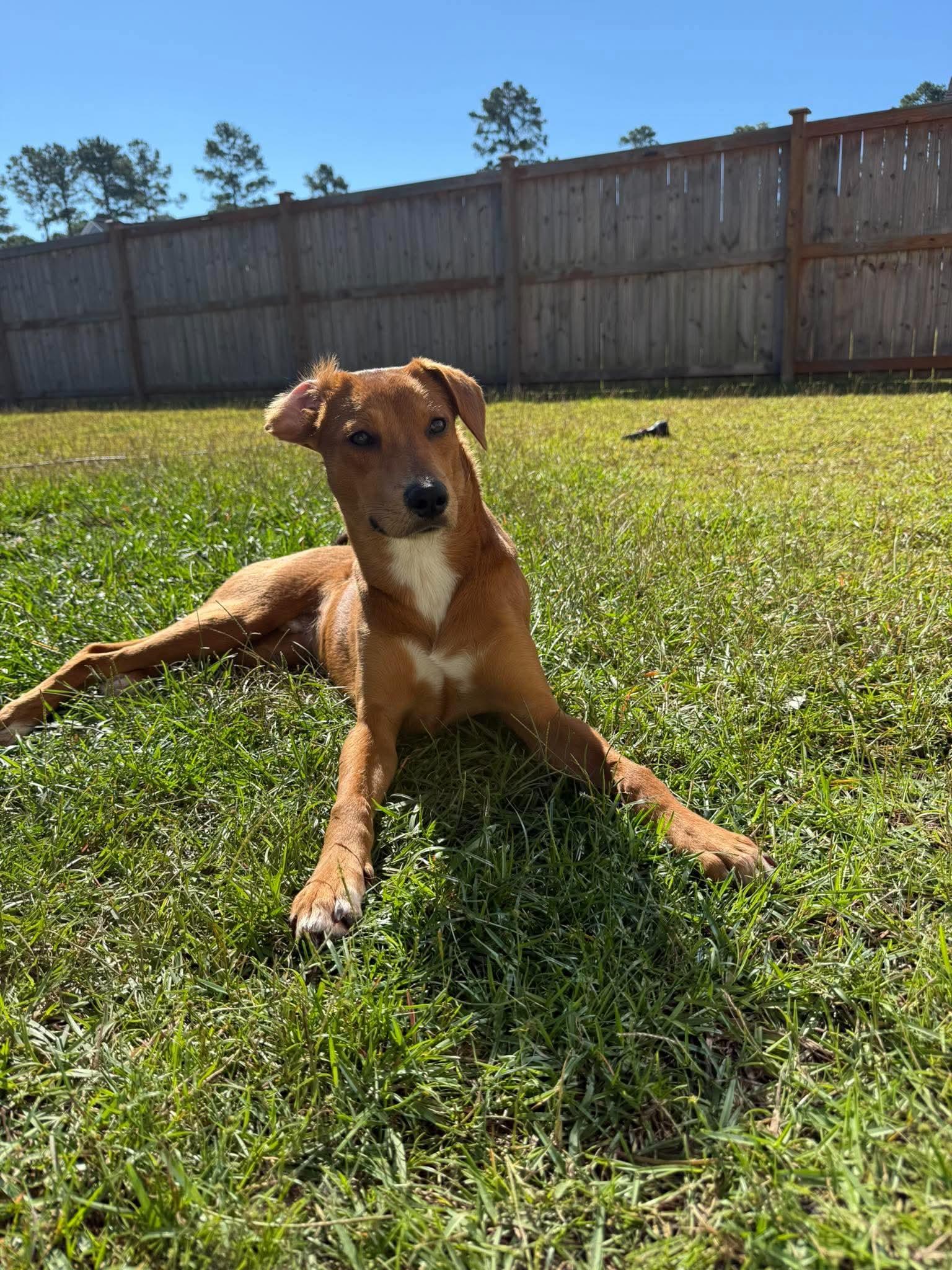 Enlarge Frankie, a Adopted mixed breed in Wando, SC image 5/6