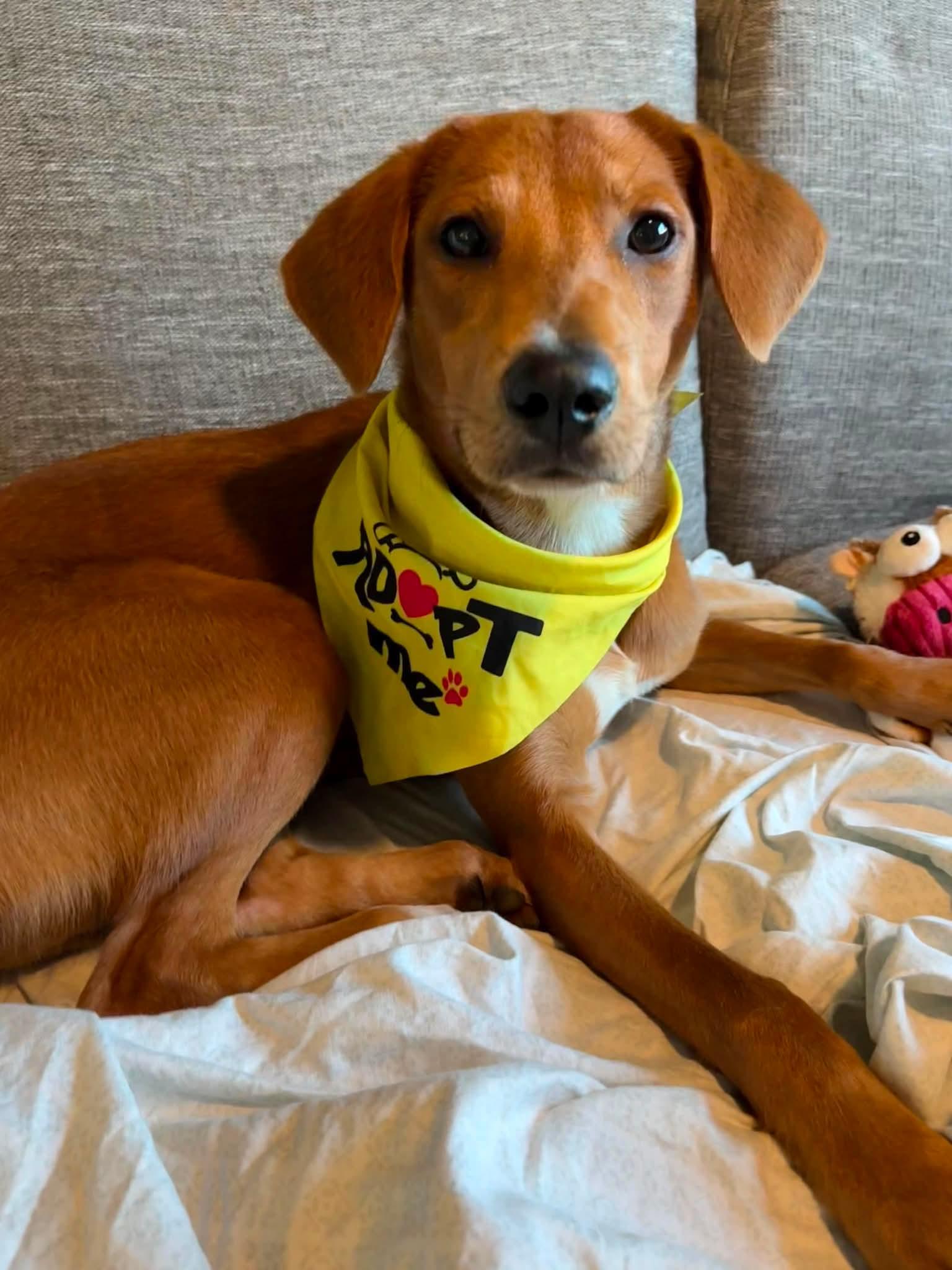 Enlarge Frankie, a Adopted mixed breed in Wando, SC image 4/6