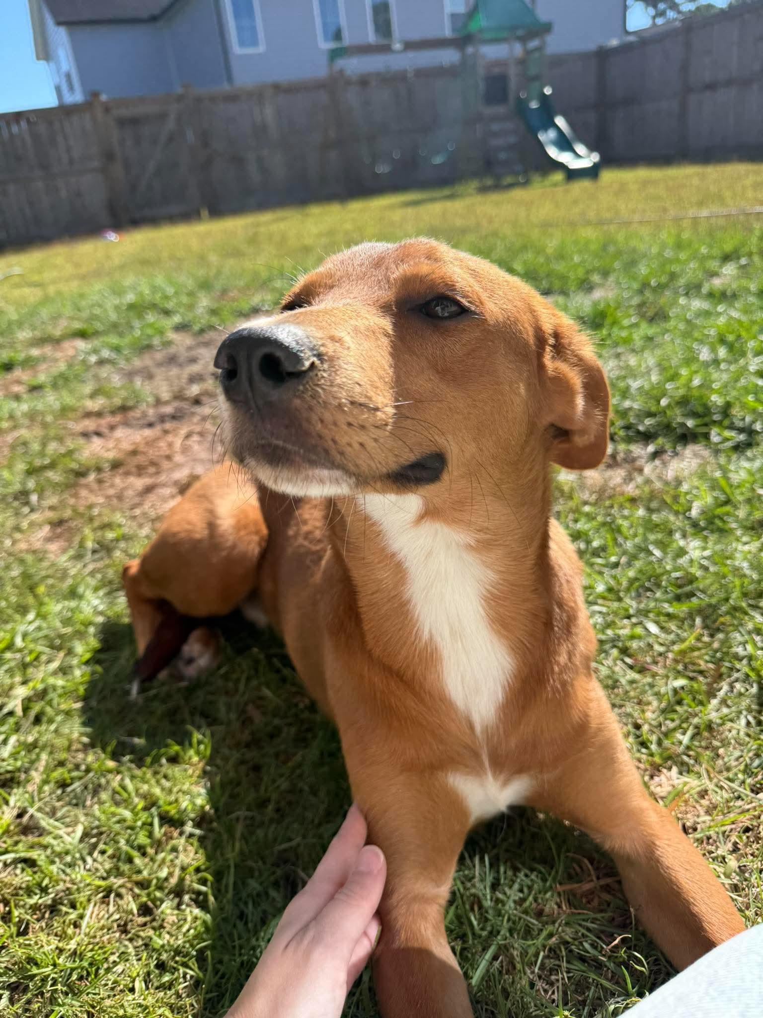 Enlarge Frankie, a Adopted mixed breed in Wando, SC image 6/6