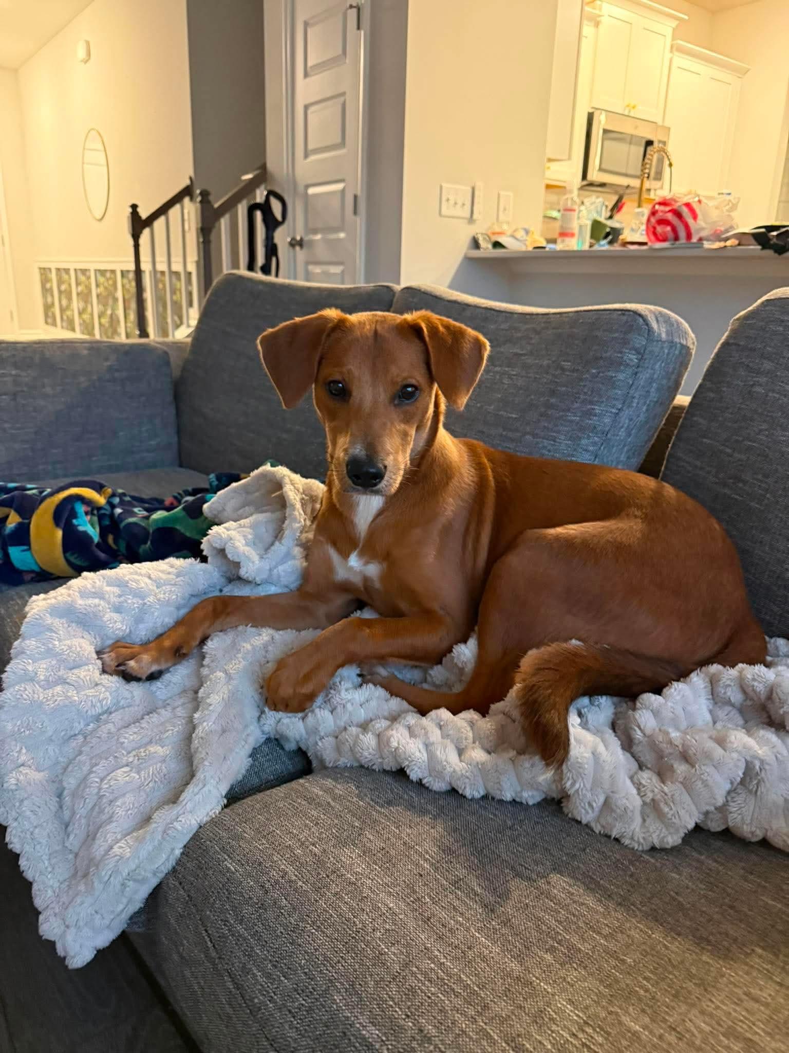 Enlarge Frankie, a Adopted mixed breed in Wando, SC image 2/6