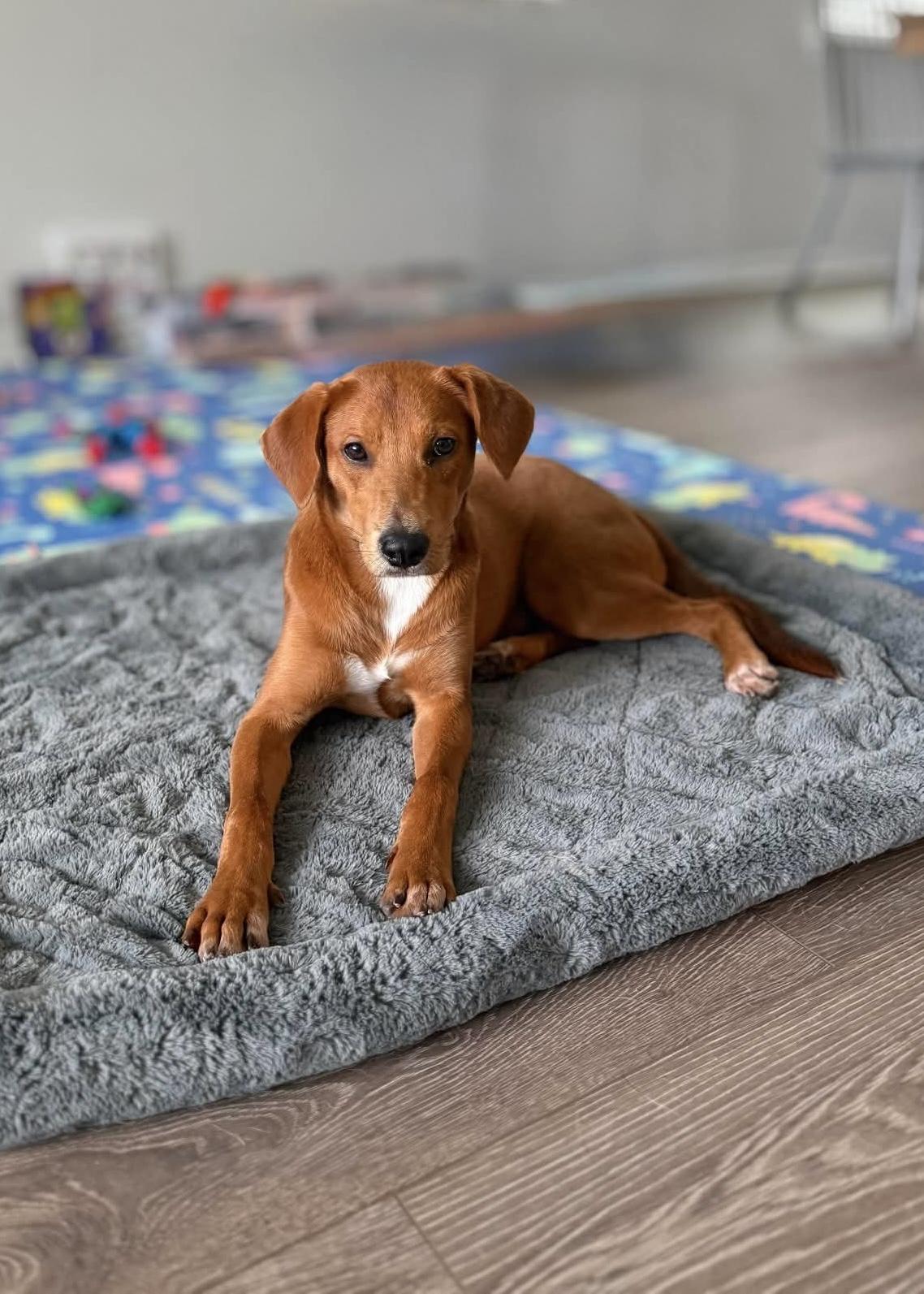 Frankie, Adopted, Puppy Male Hound.