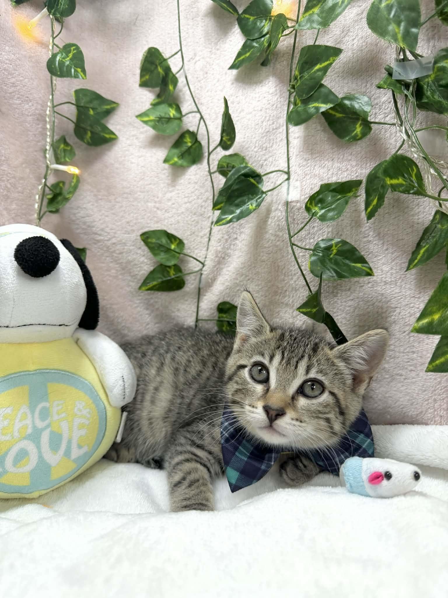 Enlarge Cory, a ADOPTABLE Tabby in Tavares, FL image 2/3