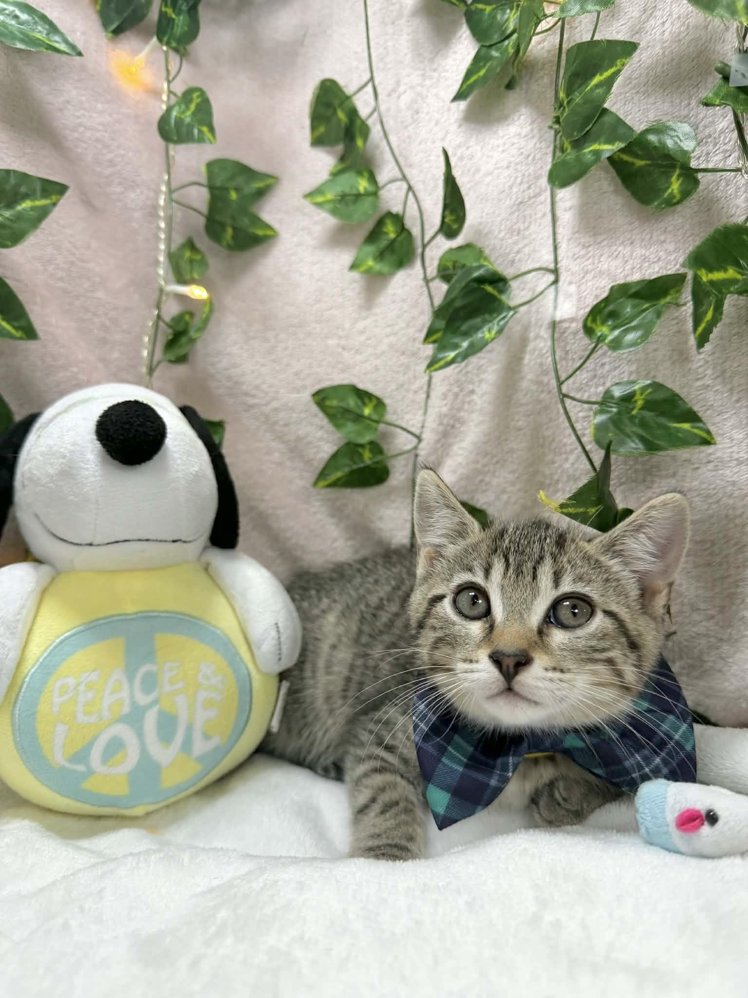 Enlarge Cory, a ADOPTABLE Tabby in Tavares, FL image 3/3