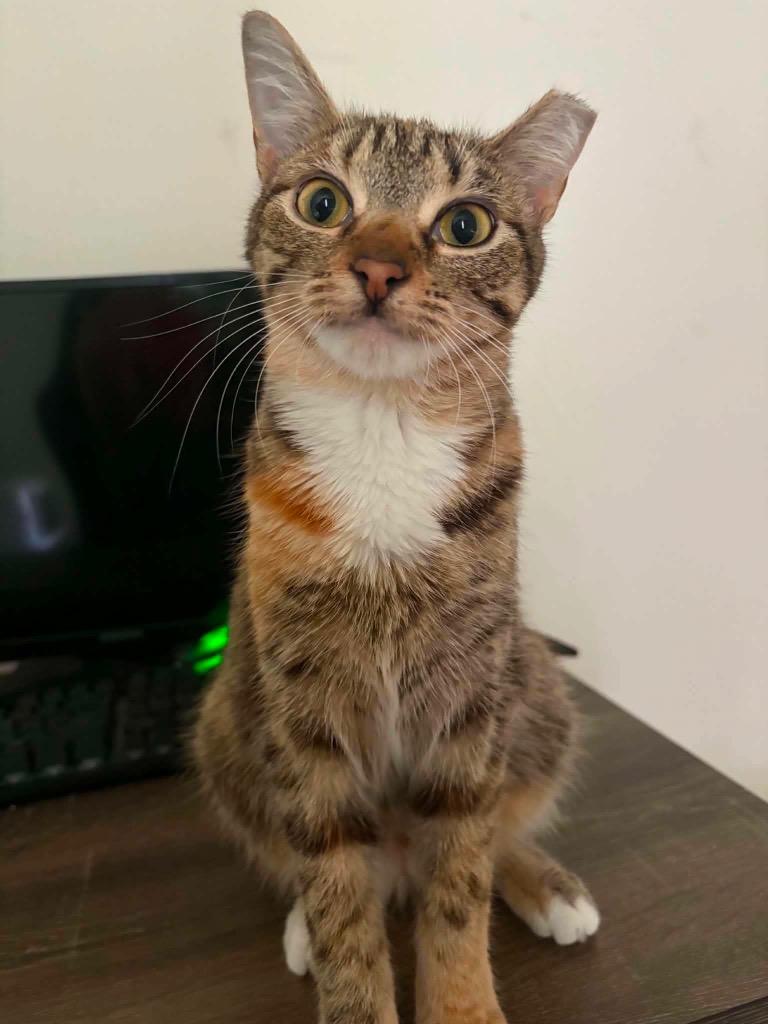 Enlarge Millie, a Adoptable Domestic Short Hair in warrenville, SC image 1/1