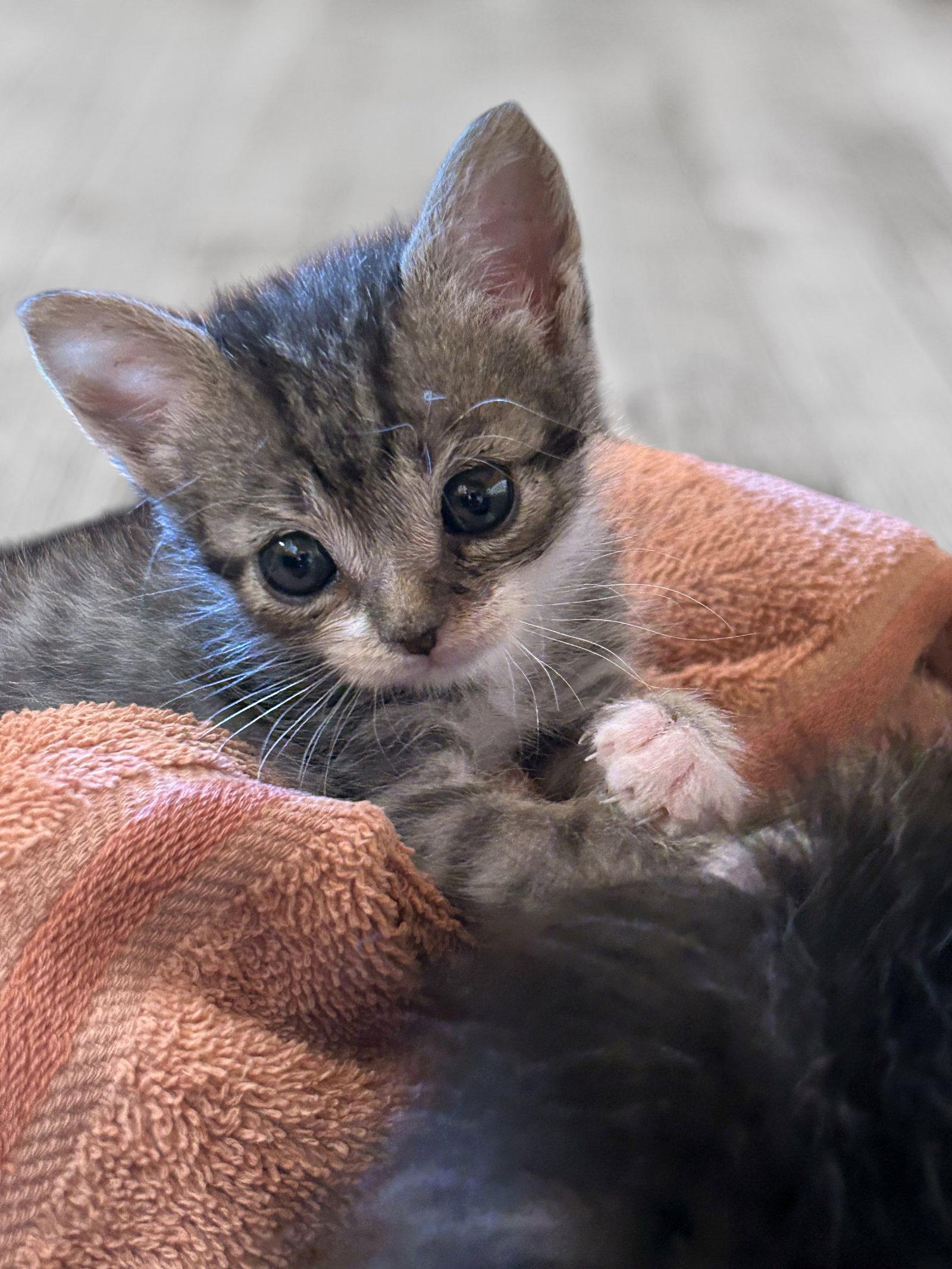 Baxter, a Adopted Tabby in Monticello, MS image 1/3