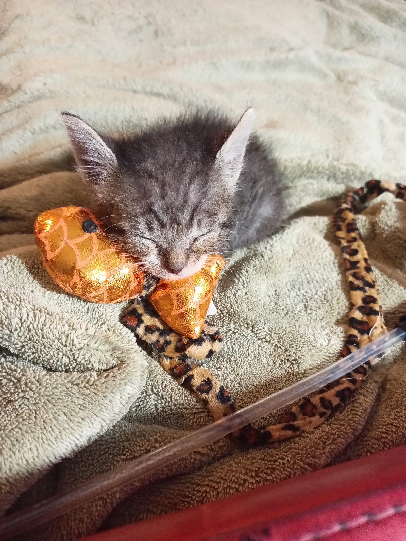 Baxter, a Adopted Tabby in Monticello, MS image 3/3