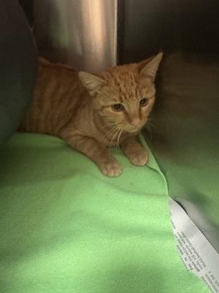 Candycane, Adoptable, Adult Female Domestic Short Hair & Domestic Short Hair.