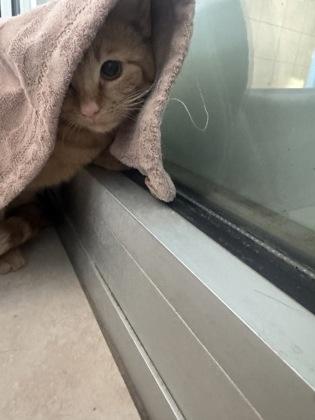 Enlarge Candycane, a Adoptable mixed breed in Farmers Branch, TX image 2/2