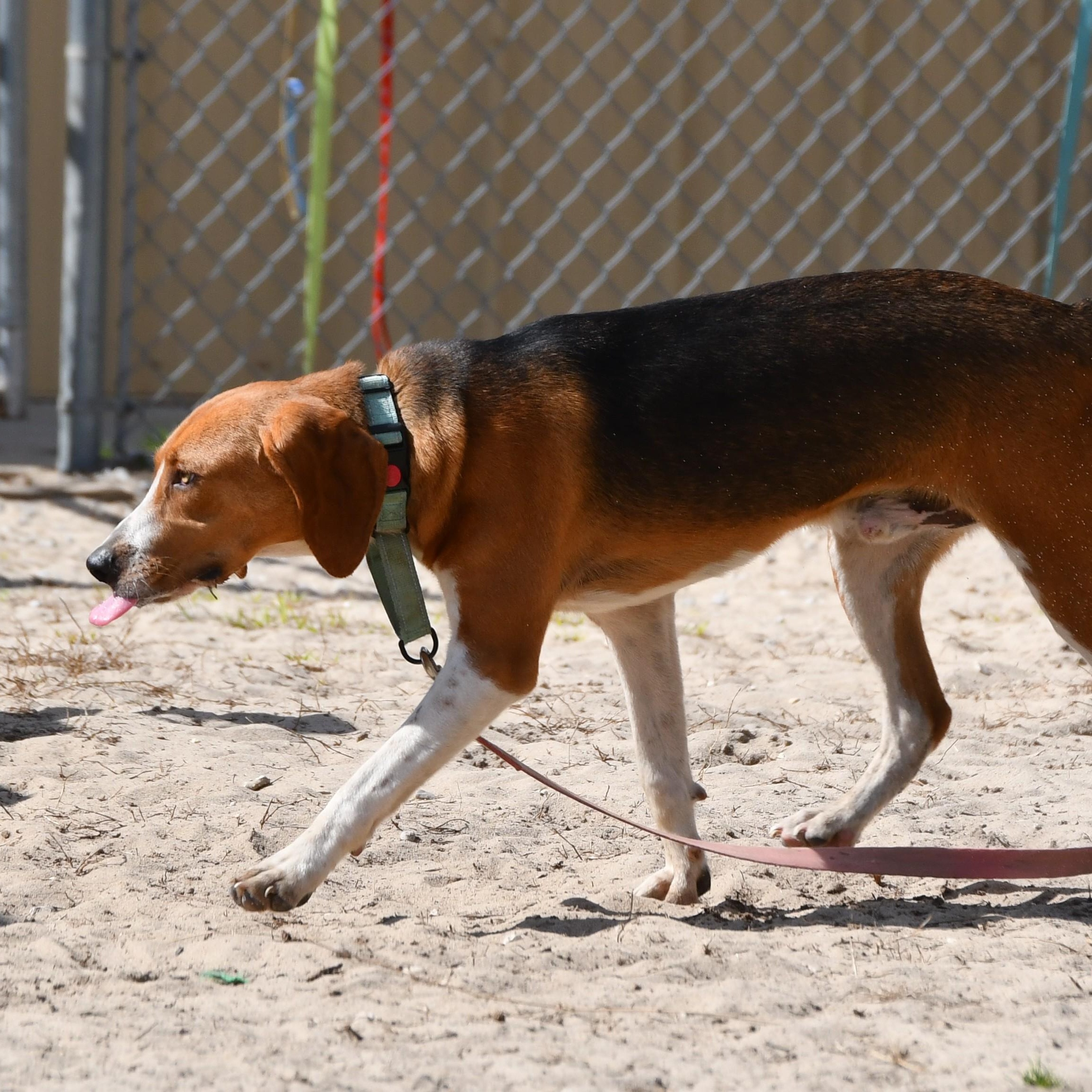 Tyron, a ADOPTABLE mixed breed in Defuniak Springs, FL image 2/2