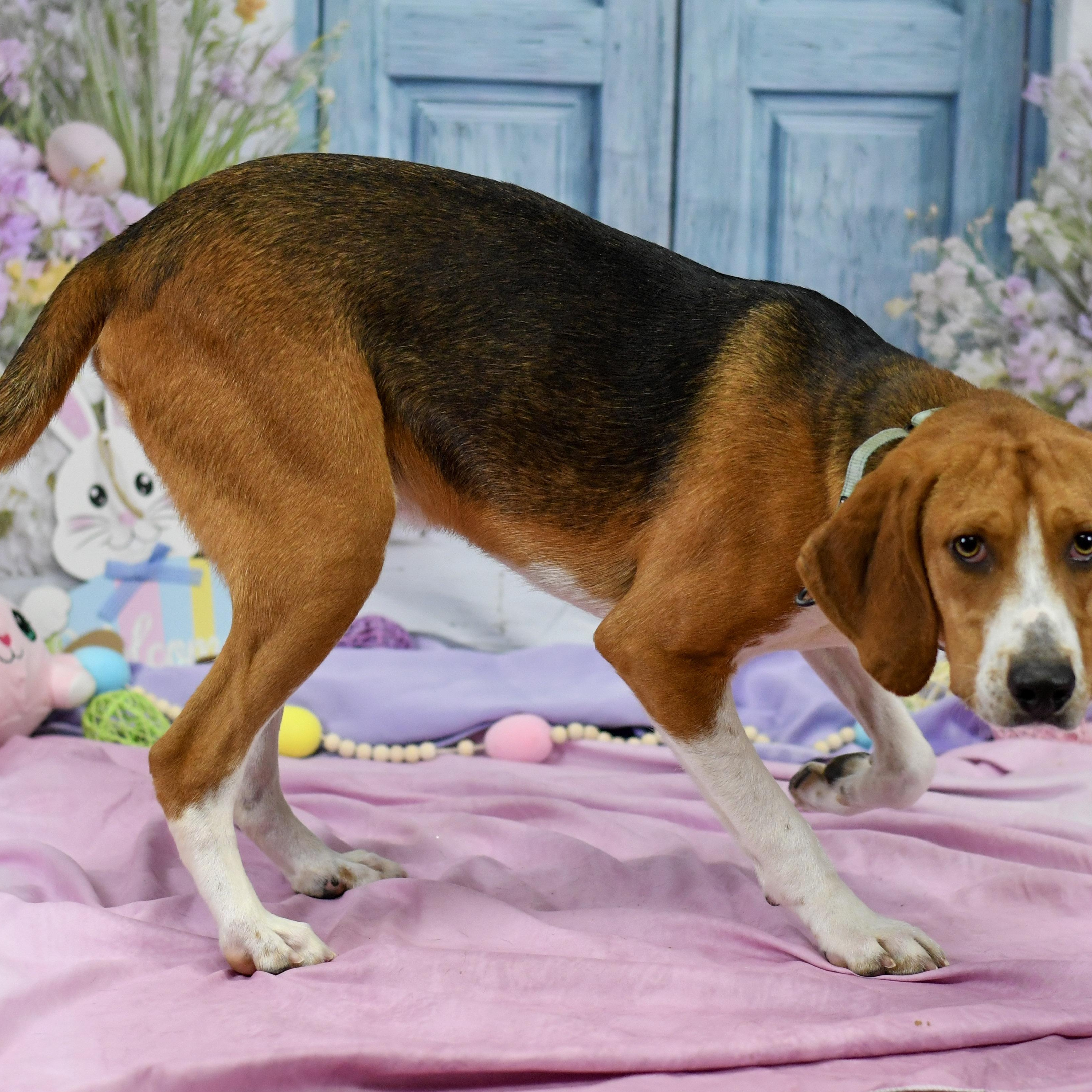 Tyron, ADOPTABLE, Adult Male Hound.