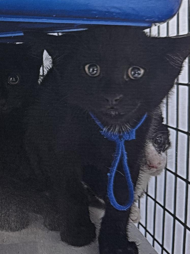 Draven, Adopted, Kitten Male Domestic Short Hair.