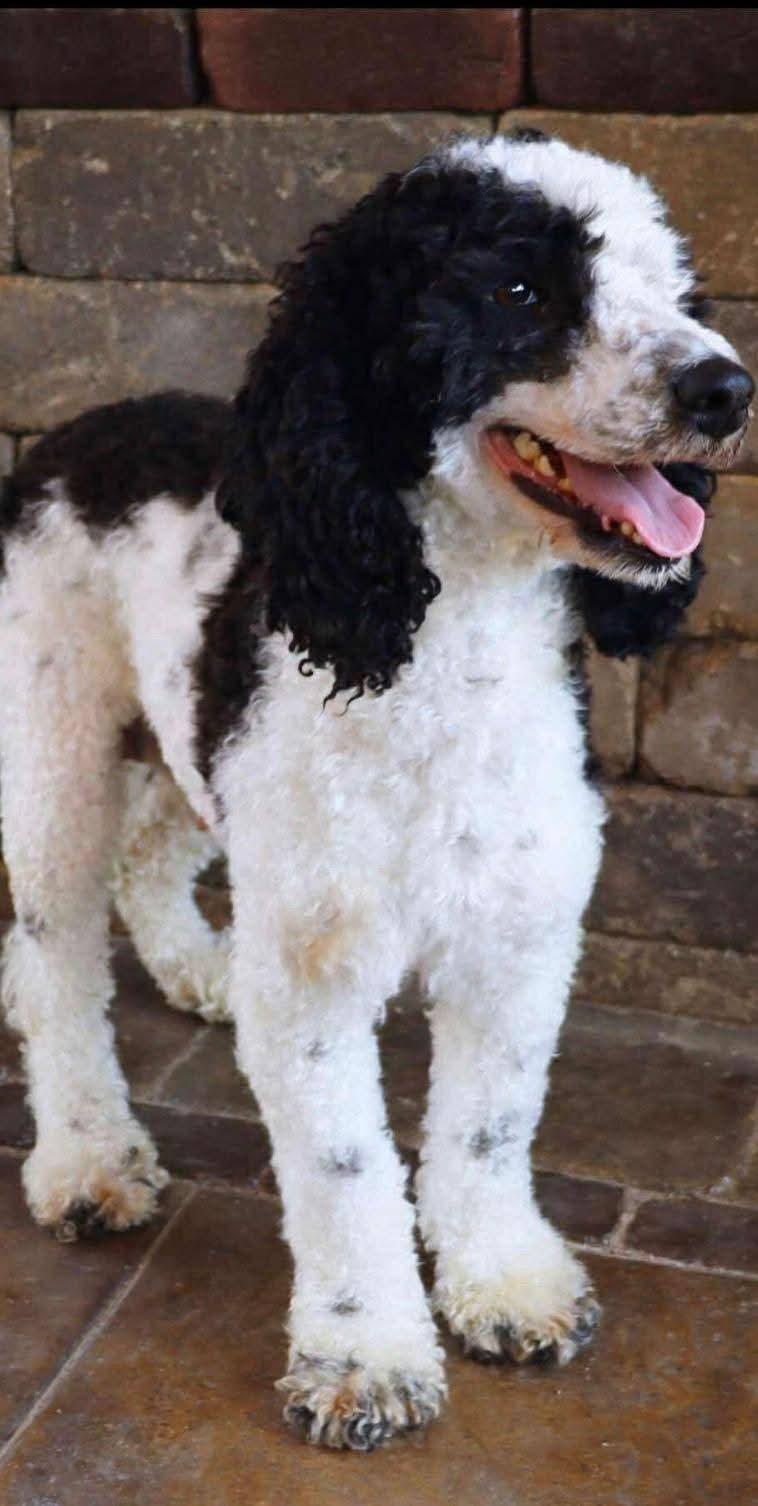 Lacey D6163, Adopted, Adult Female Poodle.