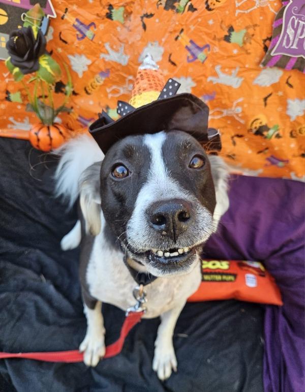 Hannah, Adoptable, Senior Female Border Collie & Staffordshire Bull Terrier.