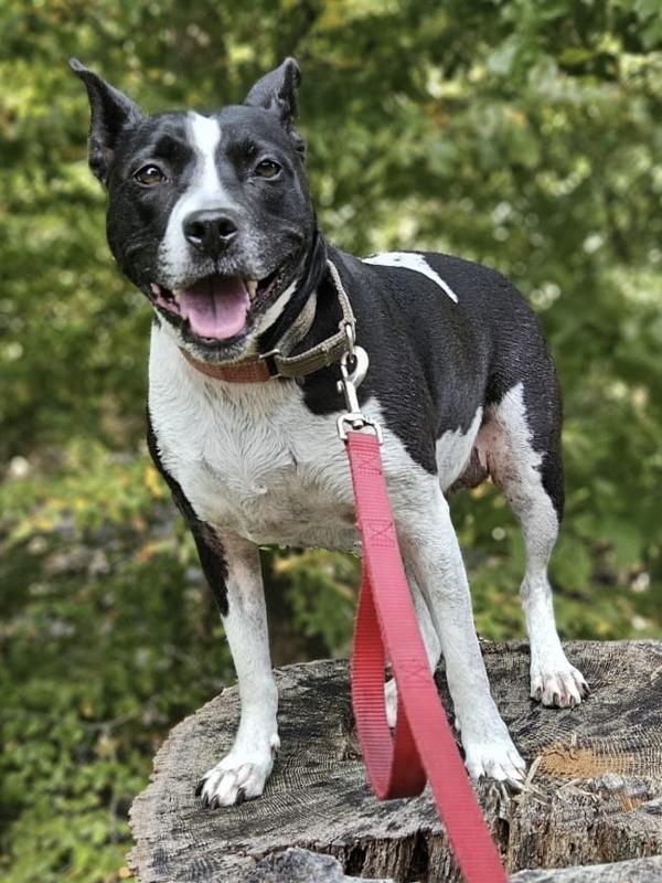 Hannah, a Adoptable mixed breed in Oakland, NJ image 2/6